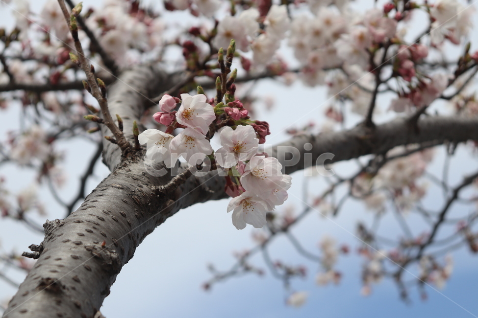벚꽃,나무,봄,하늘,꽃,봄,계절,spring,season,꽃,flower,plant,식물,blossom