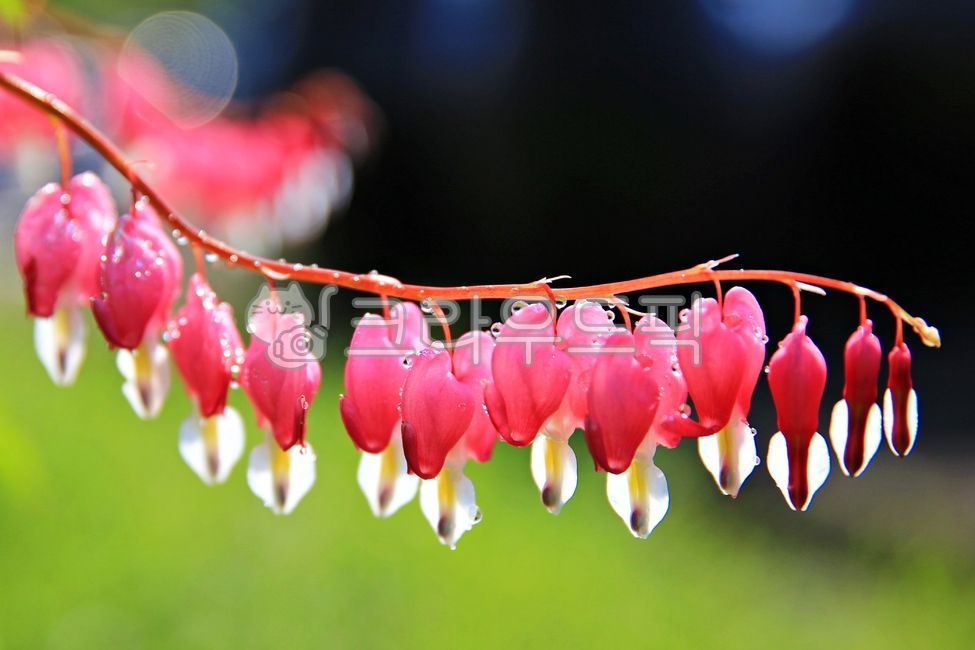 spring flowers,Daeng Gi Meori,plant,bleeding heart,flower