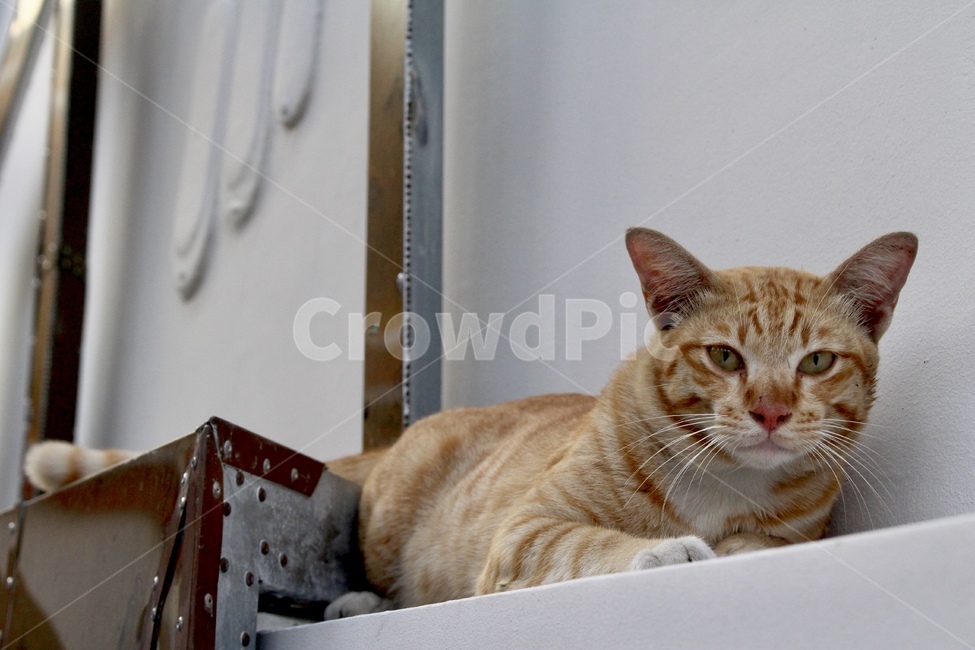 태국,야생고양이,고양이,동물피사체,나른함,자연,동물,animal,포유류,mammal,고양이,cat,kitten,kitty