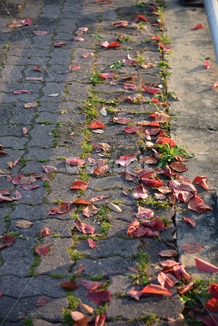 낙엽,가을,겨울,단풍,나무,나뭇잎,가을,계절,fall,autumn,season,leaf,잎,plant,식물,path,통로,walkway,보도