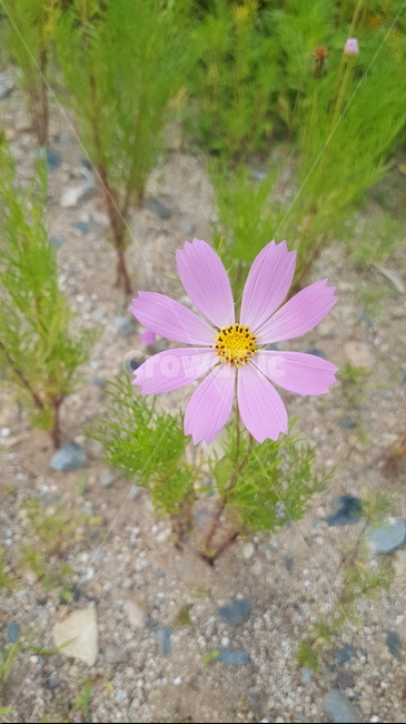 코스모스,꽃,이쁜꽃,flower,cosmos