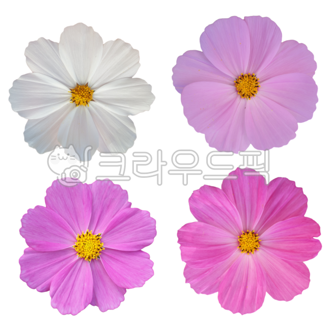 flower sticker,Cosmos Nuki,Fresh flowers,graphic source,fresh flower sticker,flower petal,flower design source,flower icon,pink flower,photoshop source,Flower Nokki
