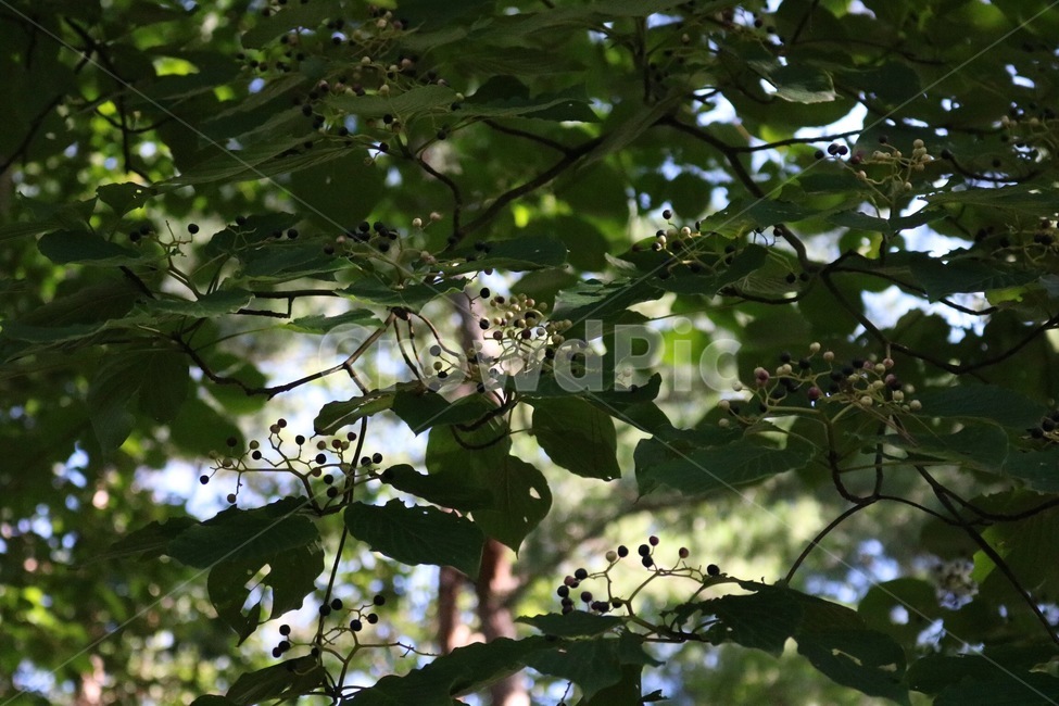 나무,식물,열매,여름,자연,초록,보라,tree,ki,plants,shokubutsu,summer,natsu,nature,green,midori,purple,murasaki,햇빛,sunlight,hizashi,식물,자연,plants,nature