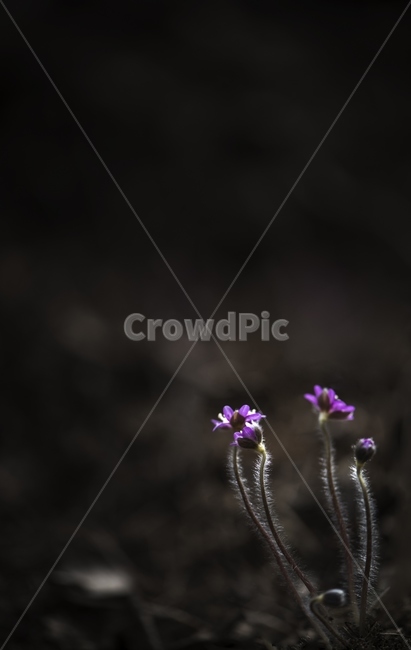 꽃,flower,노루귀꽃,봄꽃,식물,plant,blossom,식물,자연,plants,nature,꽃,flower