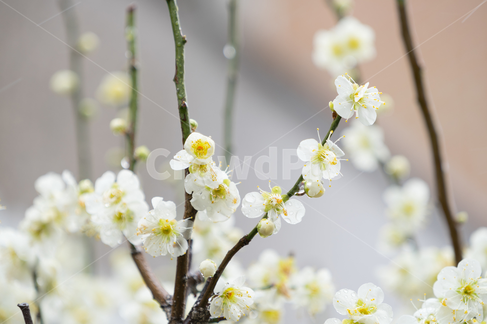 봄,꽃,봄꽃,매화,자연,감성,따스함,봄,계절,spring,season,식물,자연,plants,nature,꽃,flower,plant