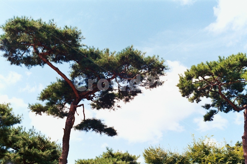 나무,소나무,하늘,푸른,tree,초록,자연,침엽수,풍경,파란,초록빛,감성,감성사진,배경,청량함,fresh,green,자연,풍경,nature,landscape,plant,식물,tree trunk,나무 줄기