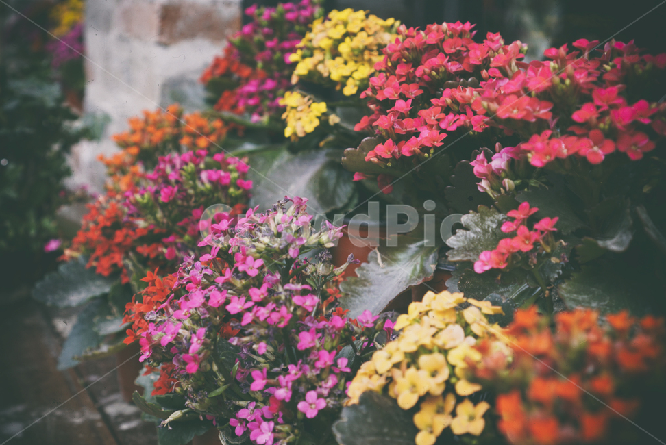 화분,꽃,flower,plant,blossom,길거리,식물,자연