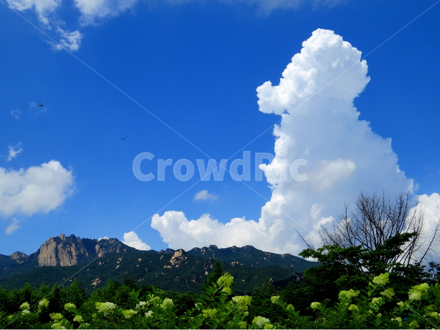 하늘,구름,꽃,산,도봉산,자연,풍경,nature,landscape,한국자연풍경,한국자연경관,korea nature landscape,weather,날씨,outdoors,옥외,sky,cumulus,적운,cloud