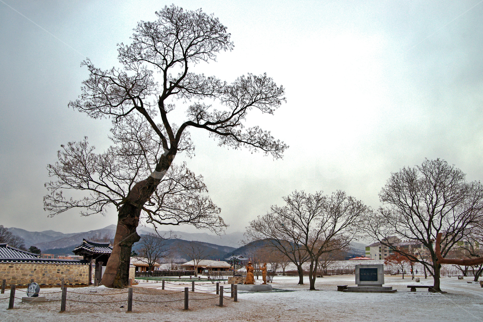 해미읍성,서산,성곽,성,조선시대,사적,문화재,천주교성지,회화나무,천주교박해
