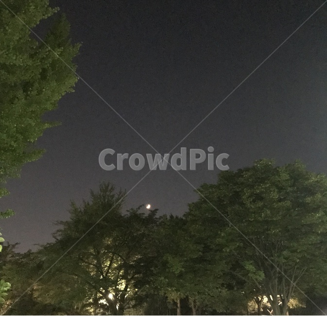 밤하늘,나무,달,하늘,밤,야경,밤,풍경,nightscape,night,landscape,nature,자연,outdoors,옥외