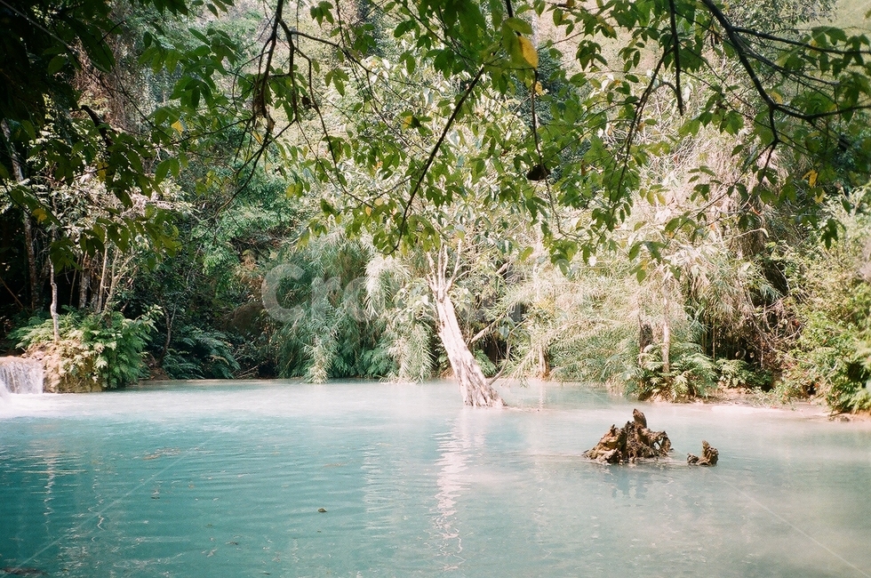 물,나무,식물,자연,열대우림,자연,풍경,nature,landscape