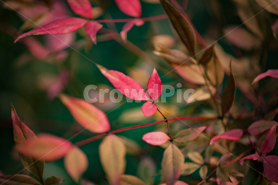 식물,단풍,나무,가을,색상,자연,가을,계절,fall,autumn,season,leaf,잎,plant