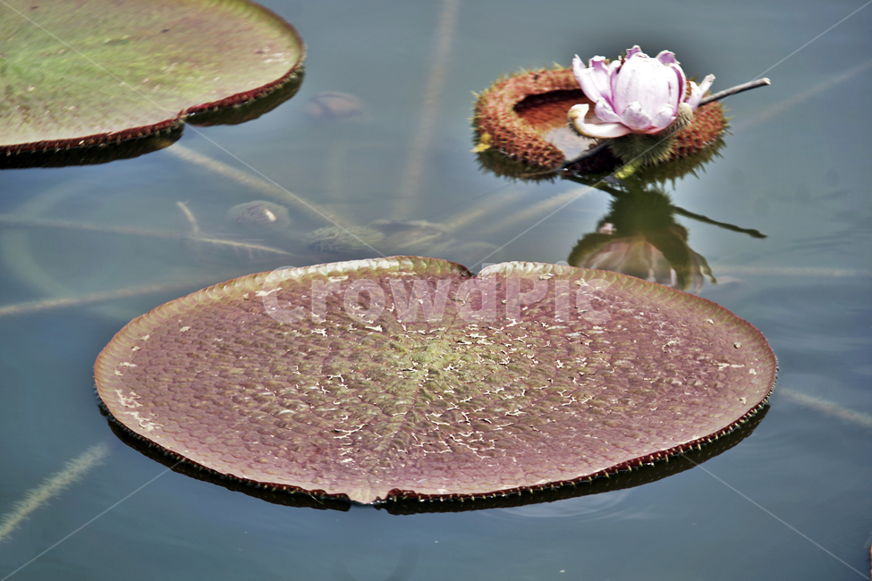 빅토리아연꽃,연꽃,연잎,큰가시연꽃,연못,부엽식물,수련과,쟁반,victoriaregia,아마존강,야간개화