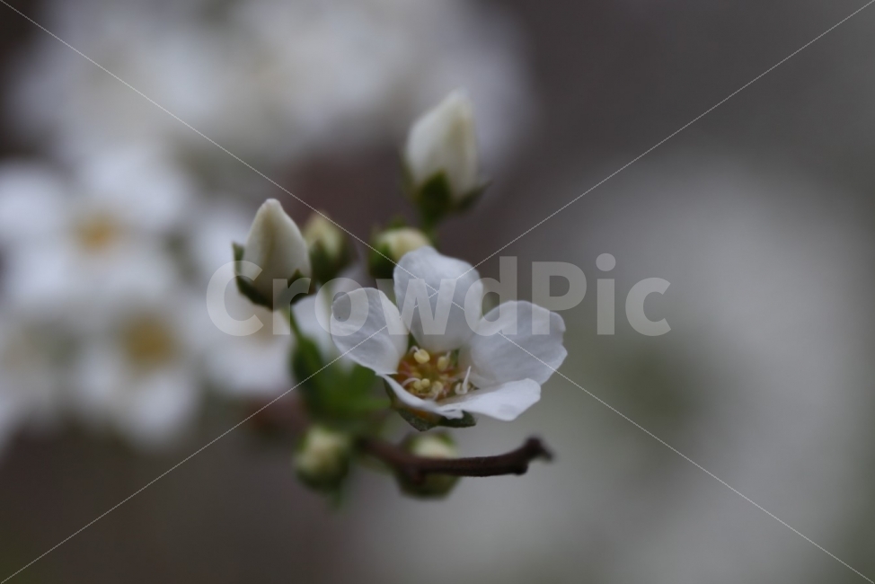 꽃,하얀꽃,봄,접사,들판,식물,자연,plants,nature,봄,계절,spring,season,꽃,flower,plant,blossom