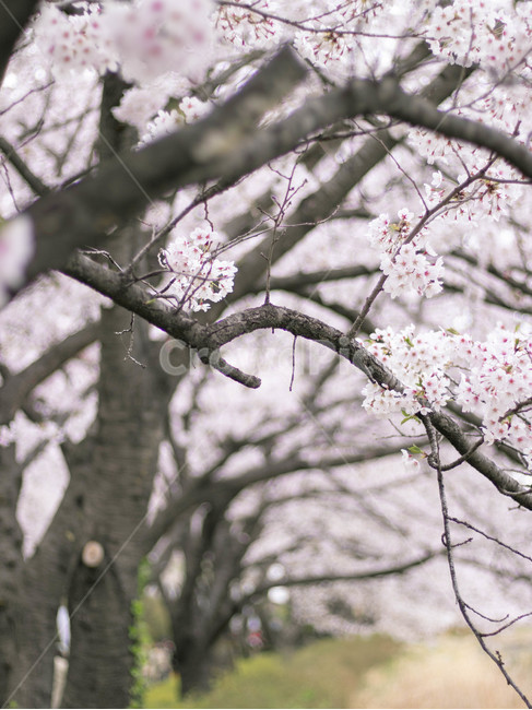 벚꽃,cherryblossom,벚나무,꽃,flower,plant,식물,blossom,분홍꽃,pink,tree,야외,식물,자연,plants,nature,꽃,flower