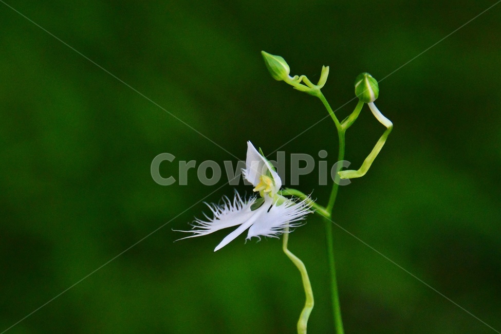 plant,식물,blossom,flower,꽃,난초과,관상용,하얀색,해오라비난초,해오라비난초꽃,야생화,다년생