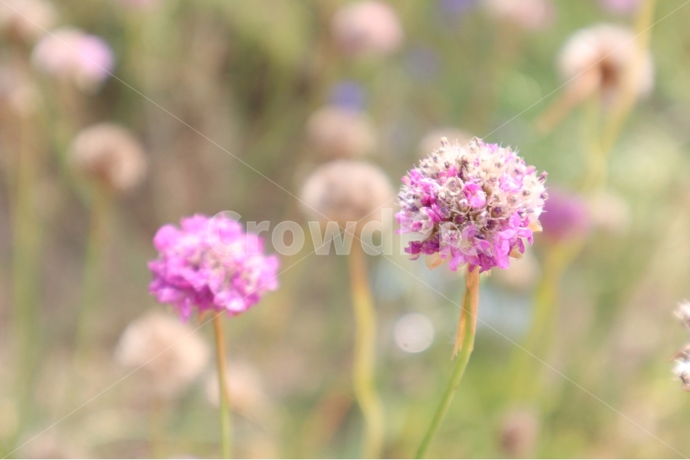 아침,햇살,아르메니아,분홍,봄,식물,자연,plants,nature,꽃,flower