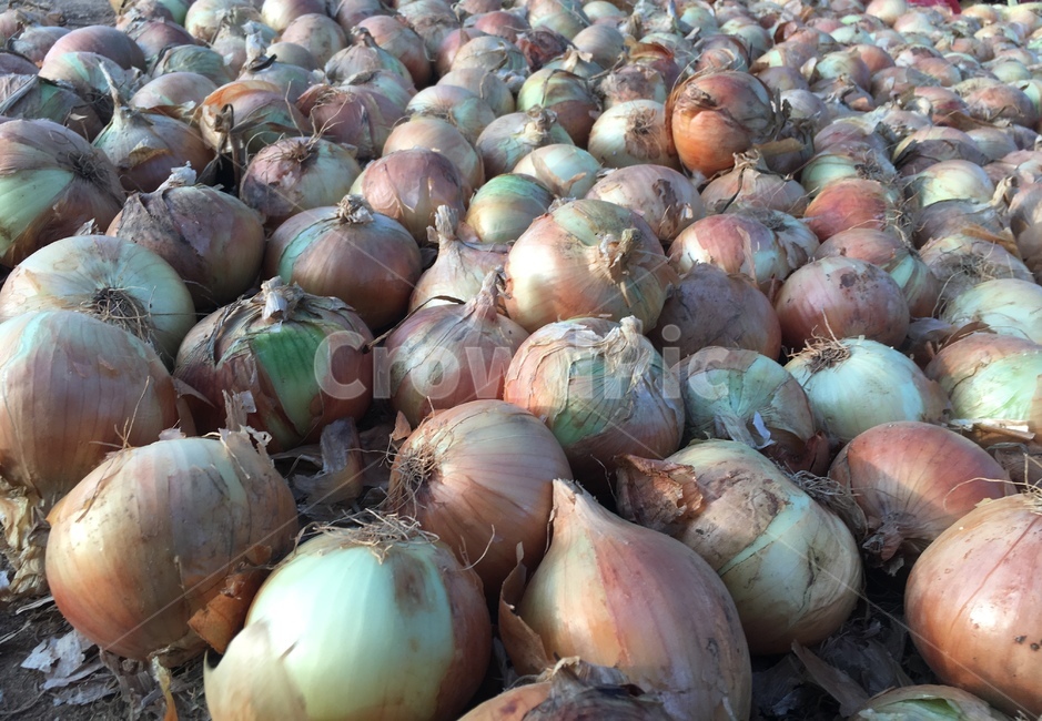 양파,농작물,채소,야채,양파껍질,onion,vegetable,음식,식재료,요리,meal,cook,음식재료,농사,음식,식재료,요리,food,cook,meal,dishes,food reserves,채소,야채,vegetables