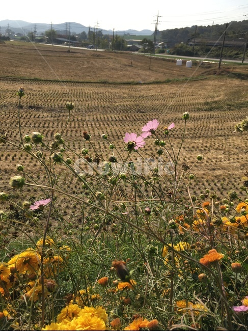 plant,식물,들,자연,풍경,코스모스