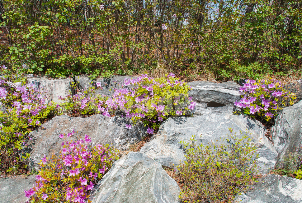 산철쭉,철쭉,봄,꽃,생화,공원,식물,조경,분홍,spring,season,flowe,만개,만발,자연,향기,아름다운,화사한,나뭇가지,봄꽃,돌,봄,계절,spring,season,식물,자연,plants,nature,꽃,flower,plant,geranium,제라늄,blossom,flagstone,판석