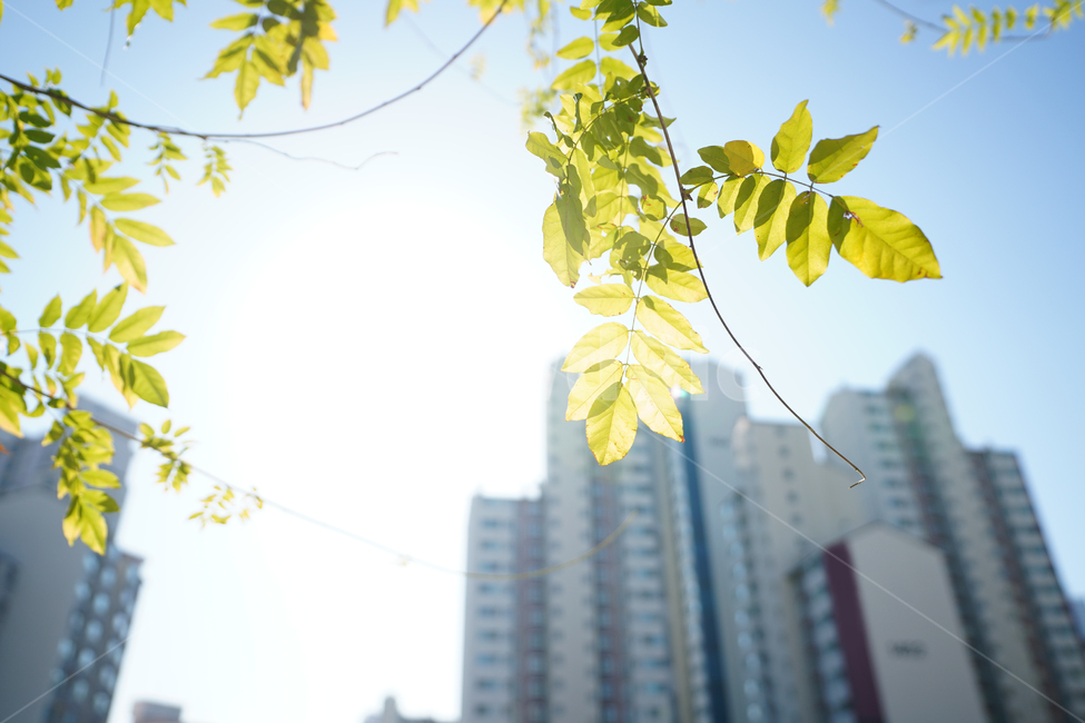 빛,햇살,느낌,감성,식물,생명,잎,나무,색감,풍경,햇빛,자연,도시,풍경,city,landscape,한국도시풍경,한국도시경관,korea cityscape,휴식,힐링,rest,relaxation,healing,plant,leaf