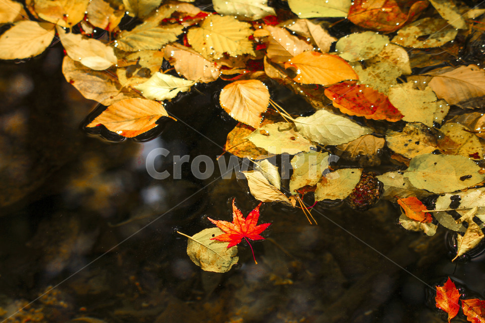 단풍,가을,단풍잎,빨간단풍,fall,가을,계절,fall,autumn,season,식물,자연,plants,nature