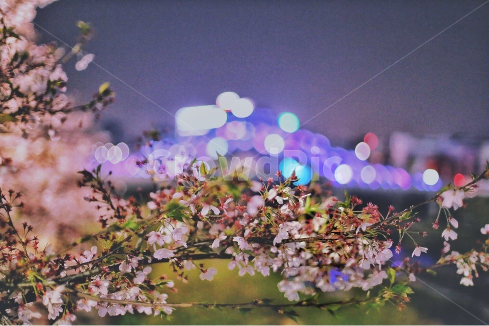 대전,벚꽃,봄,목척교,야경,봄,계절,spring,season,야경,밤,풍경,nightscape,night,landscape,식물,자연,plants,nature,꽃,flower,감성,sensible,feeling,plant,blossom