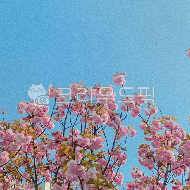 겹벚꽃, 벚꽃, 핑크색꽃, plant, 식물, 사진,이미지,일러스트,캘리그라피 - jieunpic작가