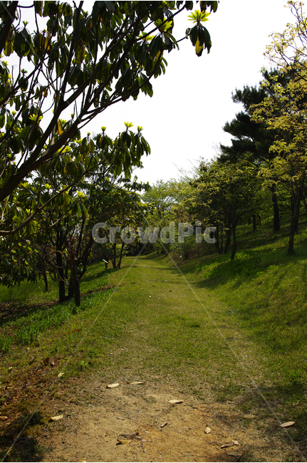 굴참나무,식물,plants,nature,color,나무,길,숲,자연,풍경,nature,landscape,field,들,outdoors,옥외,grassland,목초지,tree,plant
