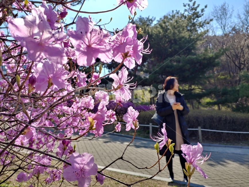 봄,4월,진달래,식물,꽃,여자