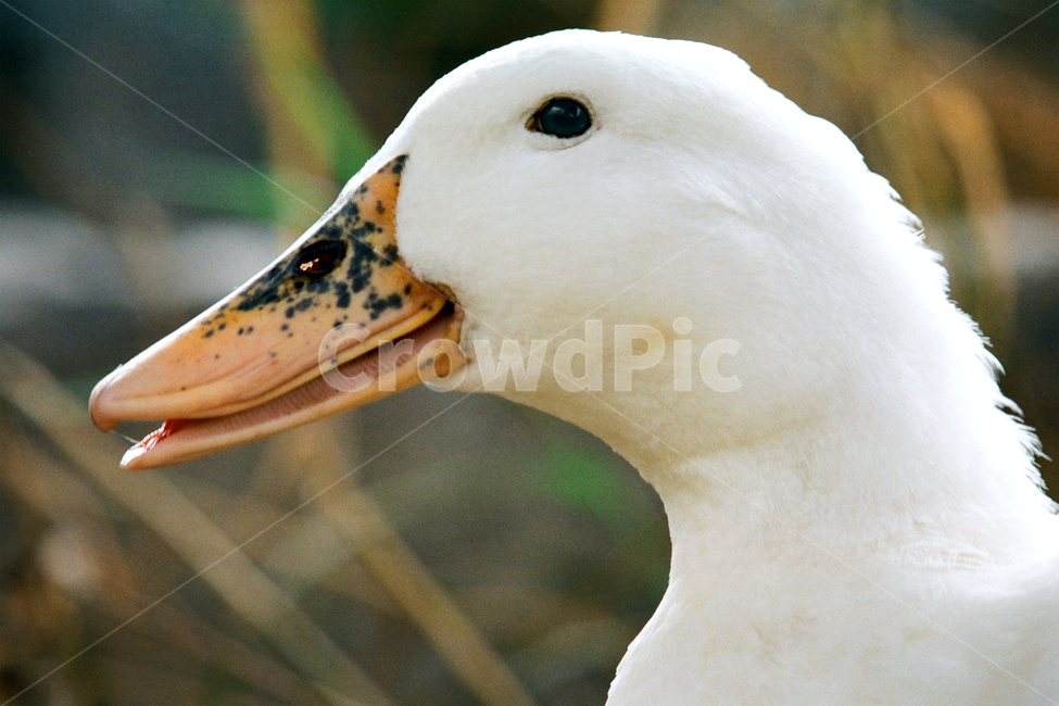 필름,필름사진,필름느낌,필름감성,오리,야생,동물,흰둥이,관찰,구경,응시,animal,bird,동물,animal,조류,새,birds