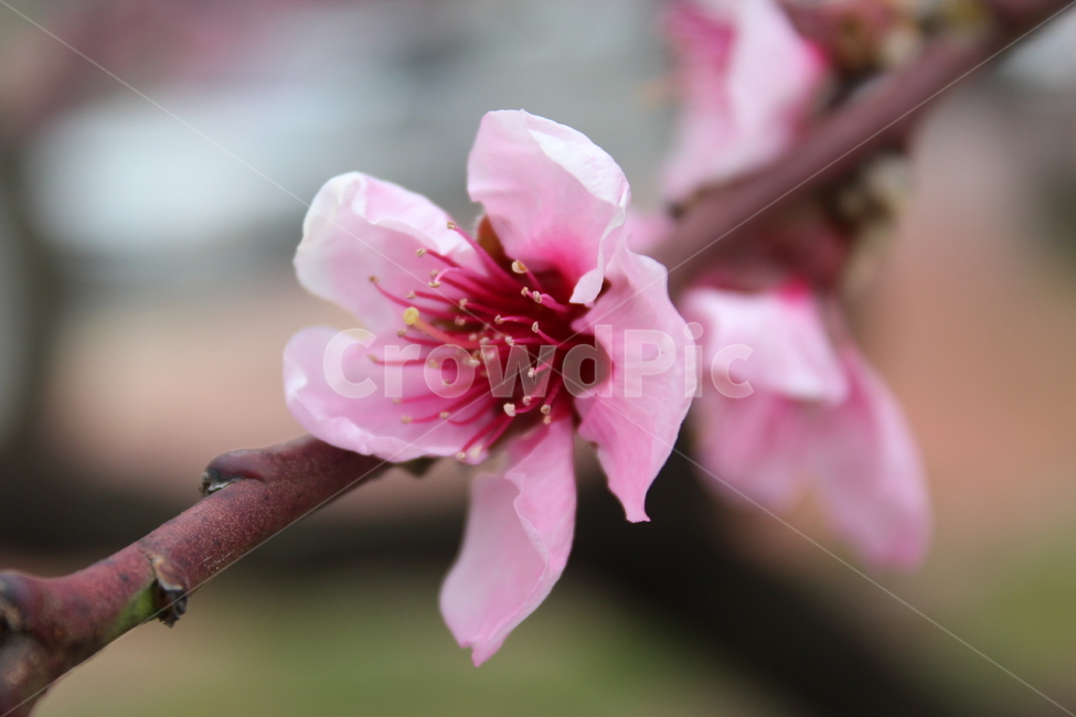 벚꽃,꽃,꽃한송이,나뭇가지,봄,분홍,계절,spring,flower,cherryblossoms,봄,계절,spring,season,식물,자연,plants,nature,꽃,flower,plant,blossom