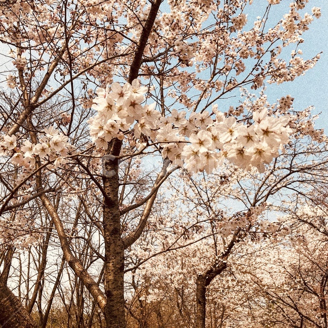 벚꽃,꽃,flower,봄,blossom,나무,식물,plant,식물,자연,plants,nature,꽃,flower,나무,trees,wood