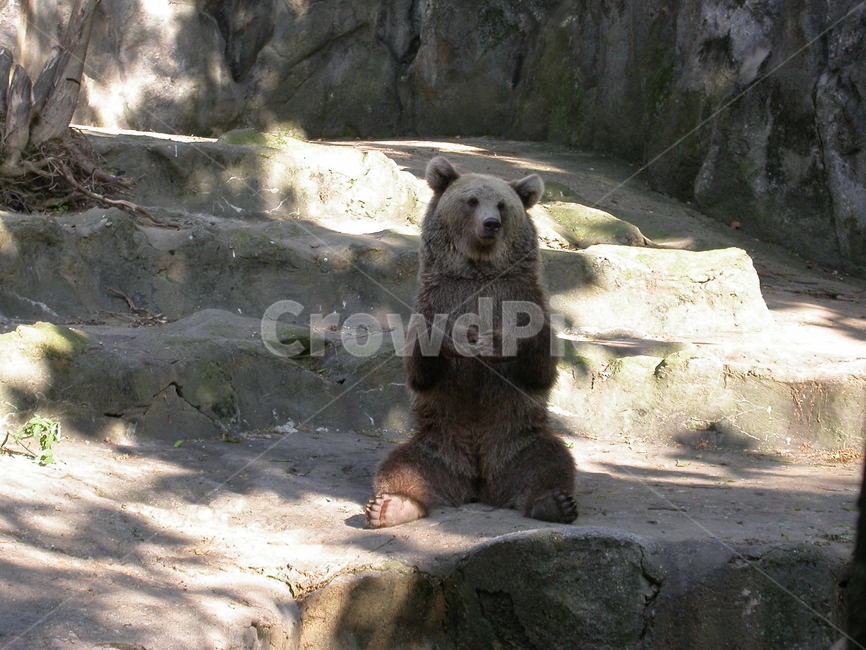 곰,포유류,서있는곰,곰한마리,갈색,브라운,동물,동물,animal,포유류,mammal