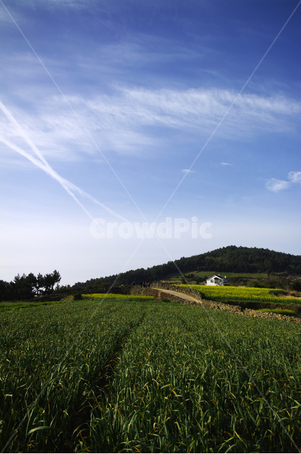 하늘,구름,풍경,마을,산,밭,시골,청산도,계절,봄,spring,봄,계절,spring,season,자연,풍경,nature,landscape,한국자연풍경,한국자연경관,korea nature landscape,grassland,목초지,outdoors,옥외,field,들
