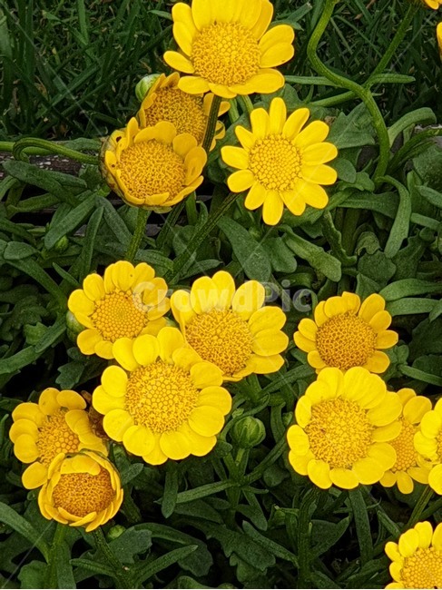마가렛,노란마가렛,국화종류,노란색꽃,들국화