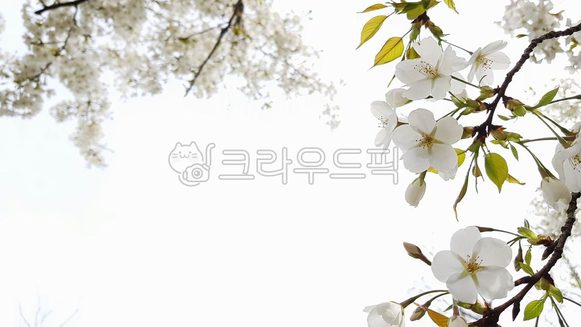 cherry,Cherry Blossom,tree,cherryblossoms,springflowers,cherrytree,spring,spring flowers,petal,plant,season