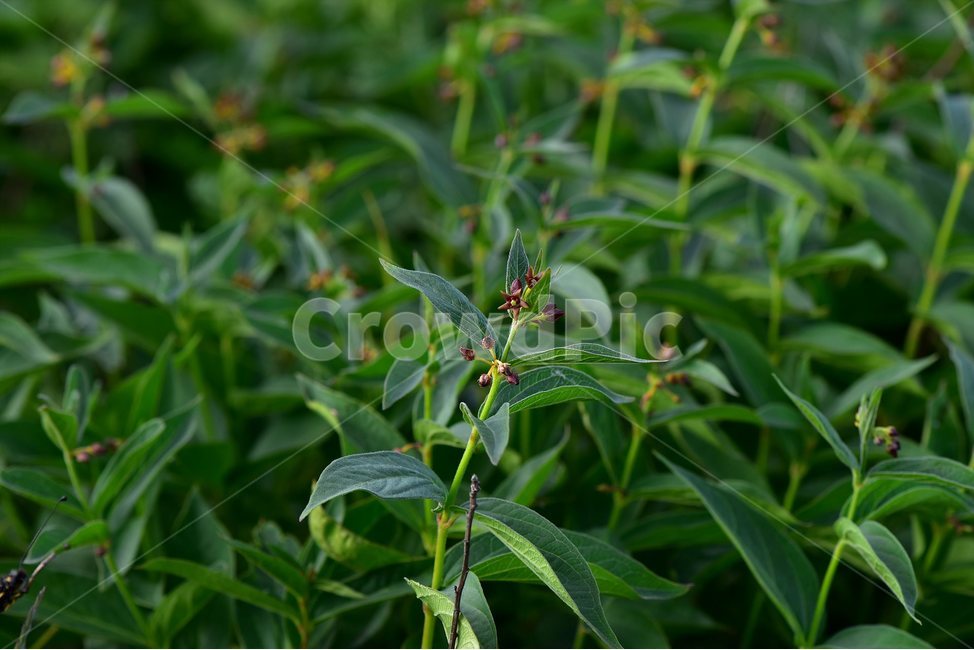 선백미꽃,야생화,꽃,식물,자연,생태,플라워,flower,plants,nature,식물,자연,plants,nature