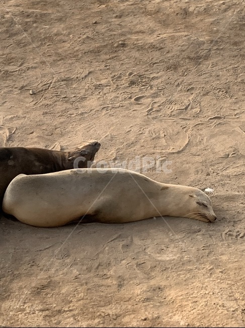 바다사자,바다표범,동물,해변,바다,포유류,해양생물,sealion,sealife,mammal,animal,sae,sand,동물,animal,포유류,mammal
