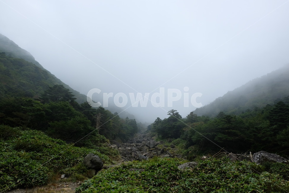 산,안개,풀,나무,한라산,제주도,제주,산안개,자연,풍경,nature,landscape,outdoors,옥외