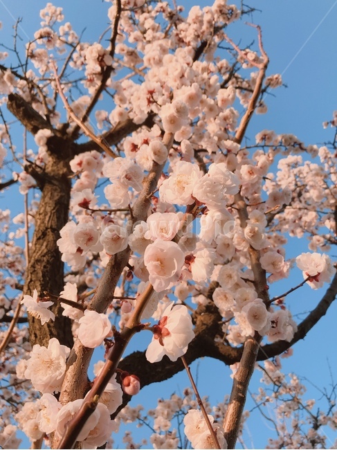 벚꽃,봄날,flower,봄,spring,cherryblossoms,식물,자연,plants,nature,꽃,flower