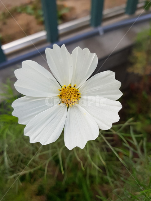 화분,식물,자연,접사,코스모스
