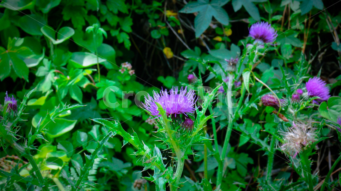 엉겅퀴,초록,자연,들꽃,야생화,식물,thistle,green,nature,wildflower,plant,식물,자연,plants,nature,꽃,flower
