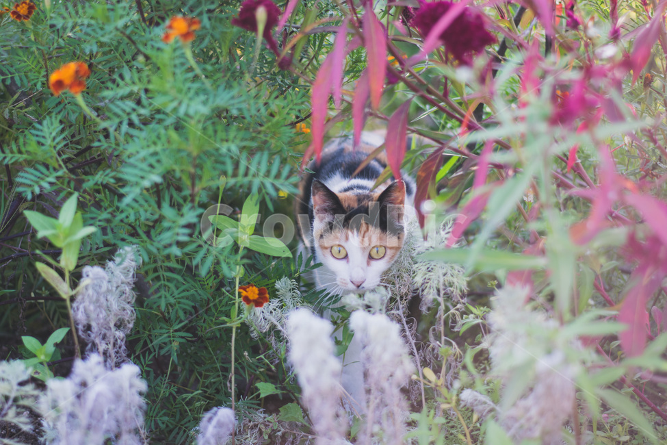 고양이,몽환적인,길고양이,눈,꽃,동물,animal,포유류,mammal,고양이,cat,kitten,kitty