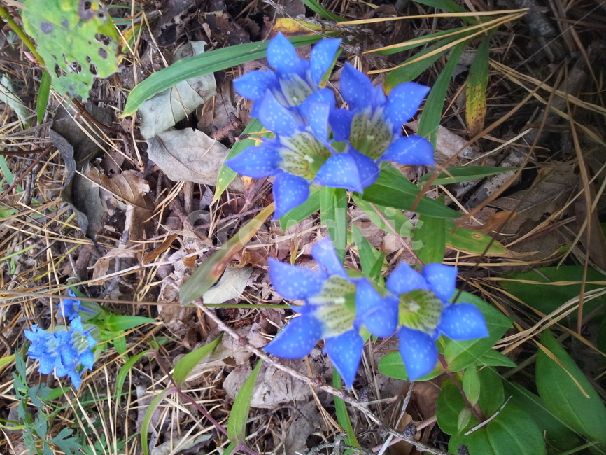 용담,꽃,야생화,식물,chinesegentian,식물,자연,plants,nature,꽃,flower