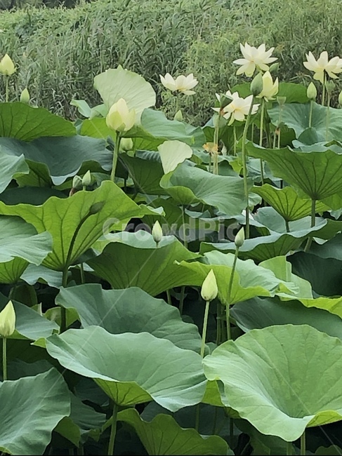 꽃,궁남지,연꽃,연꽃축제,식물