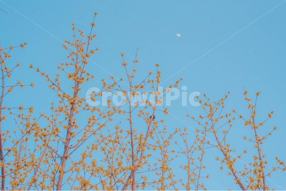 산수유,달,봄,꽃,자연,풍경,봄,계절,spring,season,식물,자연,plants,nature,꽃,flower,plant,leaf,잎