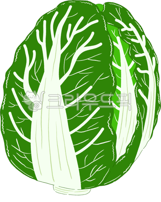 Cabbage,cabbage illustration,cabbage drawing,winter cabbage,farmer,farming,vegetables,vegetable illustration