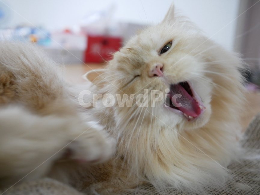 고양이,cat,윙크,고양이윙크,반려동물,반려묘,동물,animal,포유류,mammal,고양이,cat,kitten,kitty