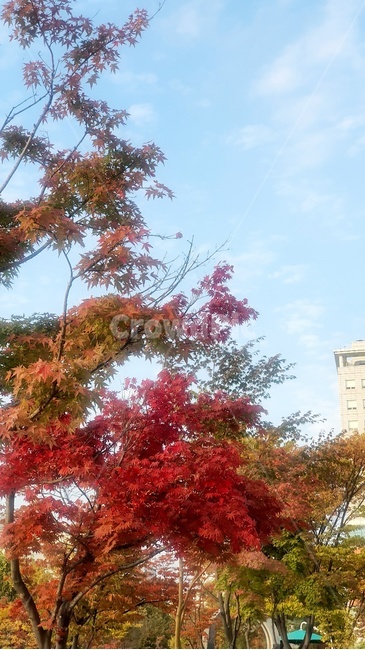 가을,단풍,하늘,나무,maple,가을,계절,fall,autumn,season,tree,plant,식물